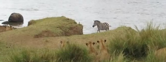 Un zèbre attendu de l’autre côté de la rive