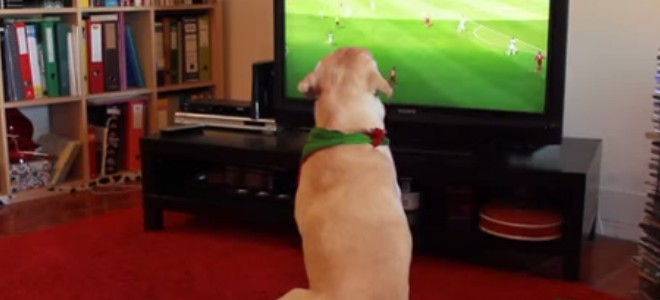 Un chien déçu par l’élimination du Portugal en coupe du monde