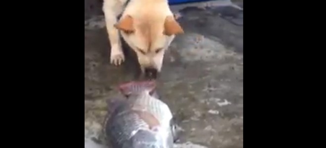 Un chien essaie de sauver des poissons